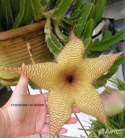 Суккуленты