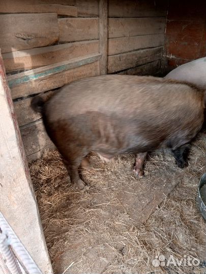 Кабан на племя