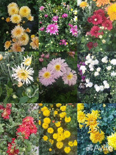 Наборы хризантем