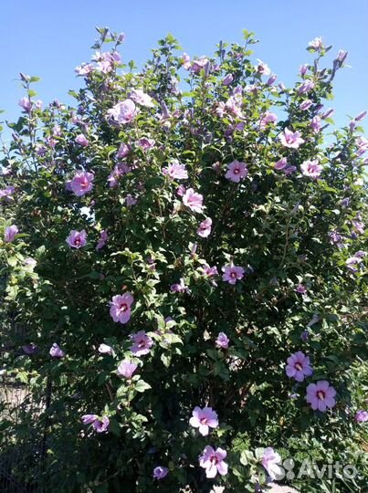 Гибискус Мыльнянка лекарственная