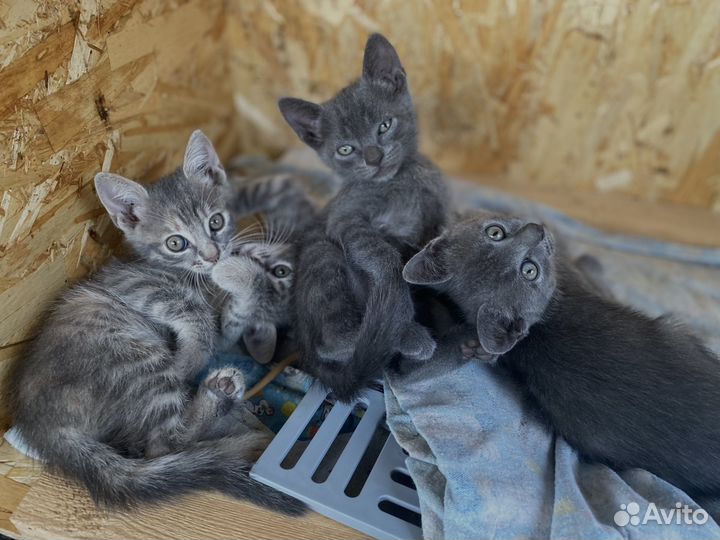 Котятки в добрые руки