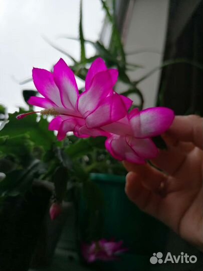 Декабрист шлюмбергера, пеларгонии, фиалки