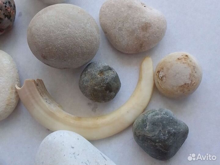 Ракушки и камни. Для декора. Собраны на пляже