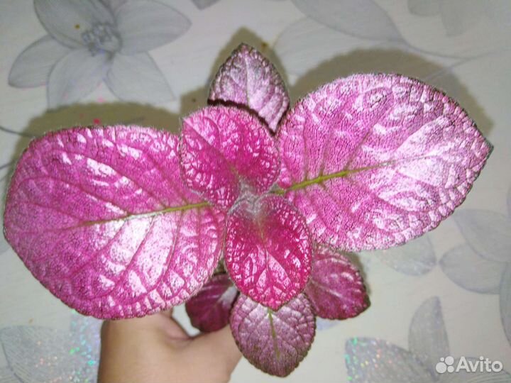 Декоративно лиственные растения