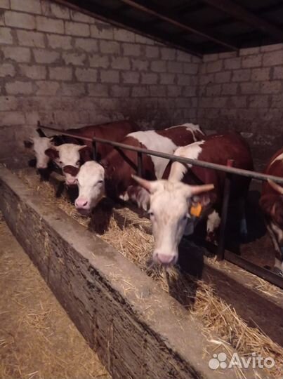 Телки на мясо