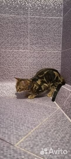 Бенгальский кот