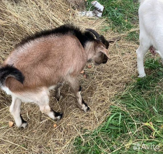 Нубийский козлик