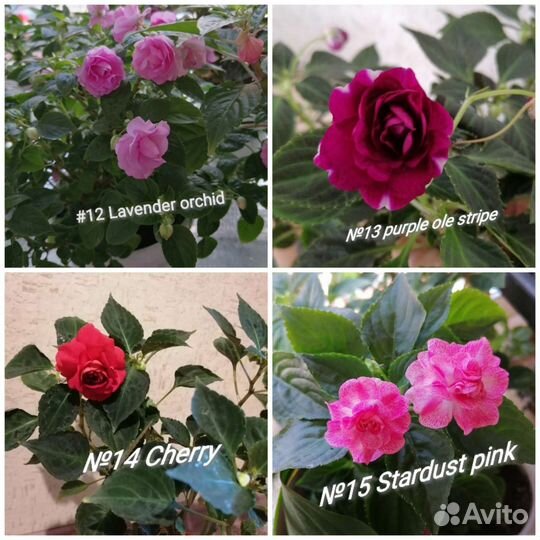 Бальзамин (ванька мокрый)