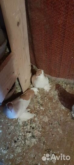 Продажа голубей