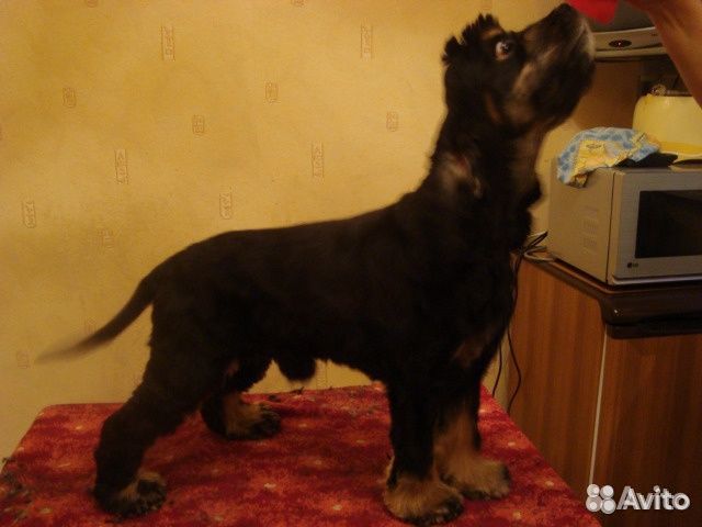 Лёля - собачий парикмахер