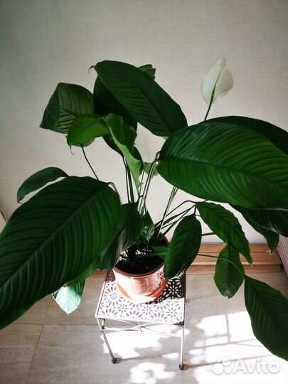 Комнатные растения цветы большие