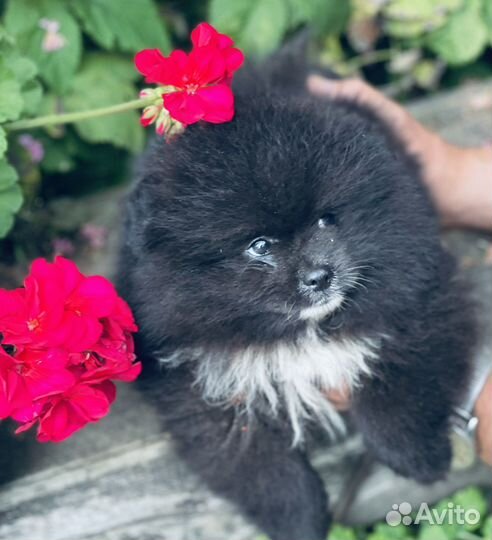 Померанский шпиц мини