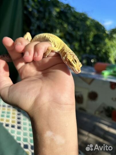 Передержка рептилий