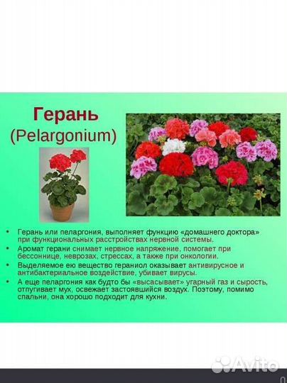Герань пеларгония розебудная