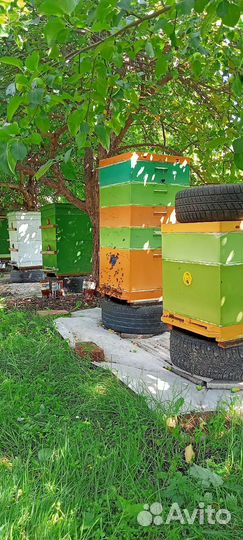 Настоящий Мёд с личной пасеки