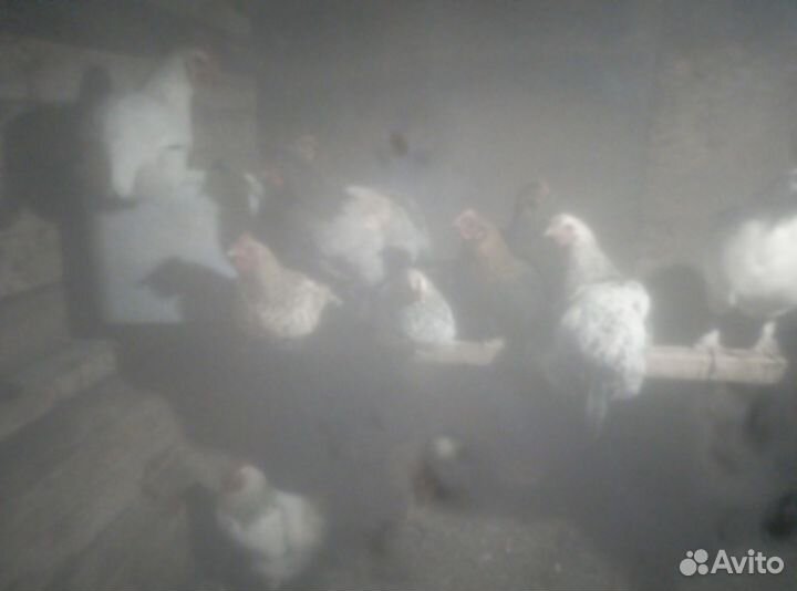 Куры молодки