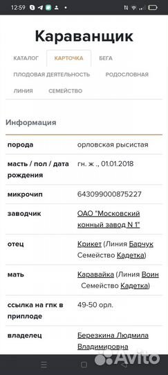 Продажа орловских лошадей