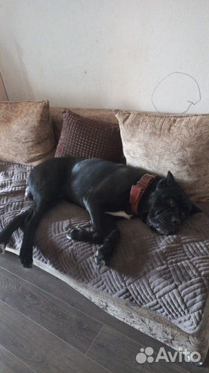 Щенки кане корсо