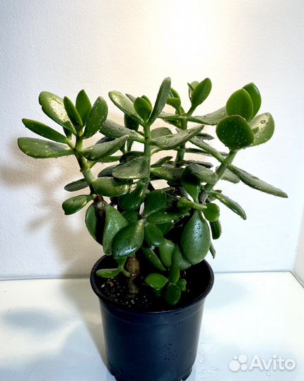 Толстянка Денежное дерево (крассула овата)