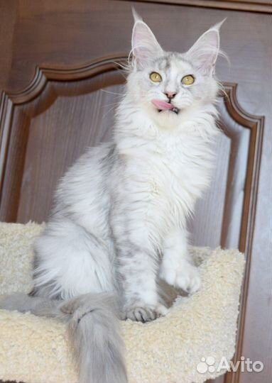 Полидактная серебряная девочка мейн кун