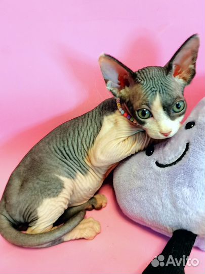 Канадский сфинкс котенок девочка