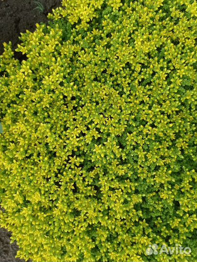 Почвопокровники: барвинок вариегатный, очиток