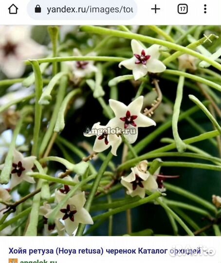 Хойя ретуза, лакуноза, куртиси