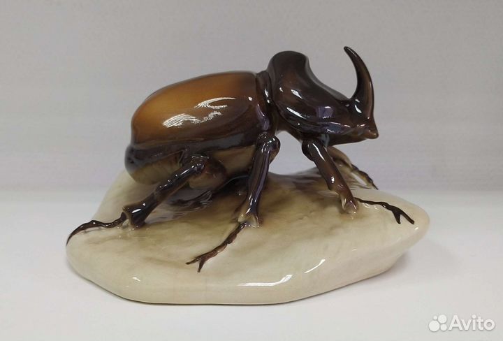 Жук носорог. Royal dux