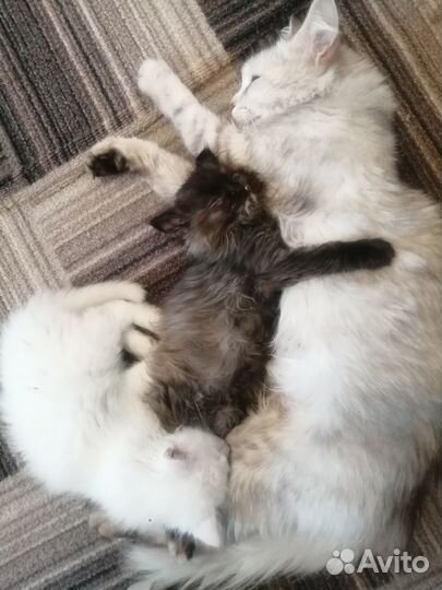 Отдам котенка в добрые руки