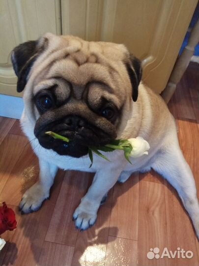 Вязка мопса