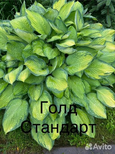 Хоста растение набор