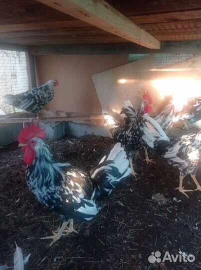 Петухи леггорн далматинцы