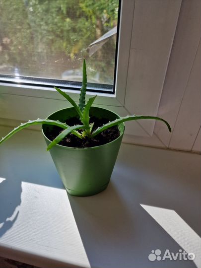 Алоэ вера растение