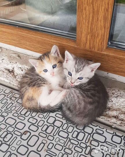 Отдам котят в добрые руки