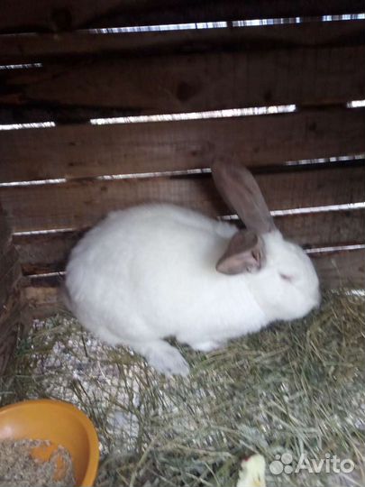 Кролики для вязки
