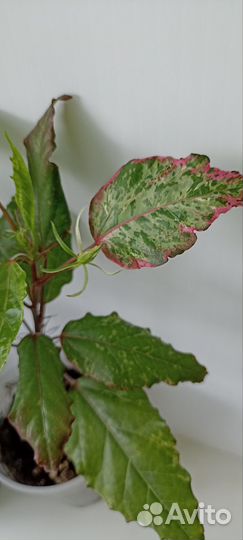 Комнатные растения