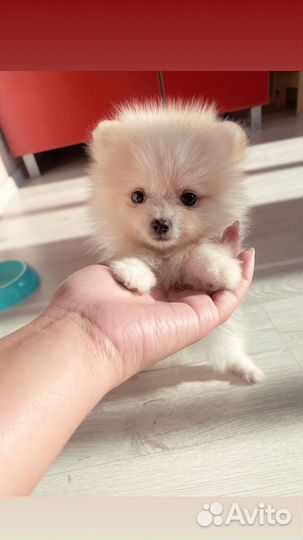 Щенки померанского шпица медвежьего типа