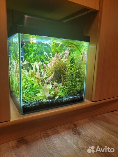 Аквариум