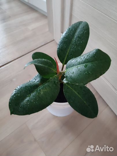 Фикус каучуконосный эластика очень крупные листья