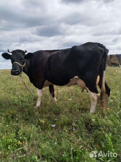 Корова дойная