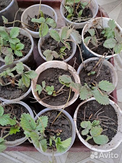 Саженцы цветов и ягодных кустарников