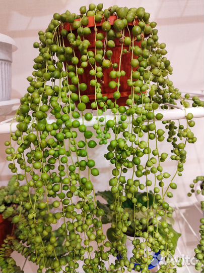 Крестовник роули