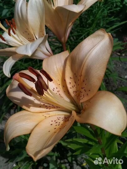 Флоксы и лилии