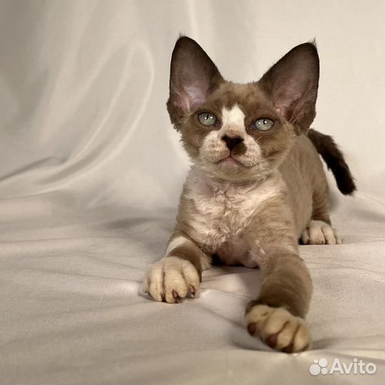 Котята девон рекс