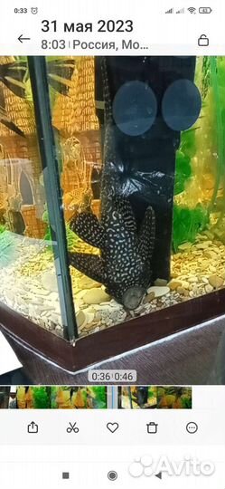 Аквариумные рыбки