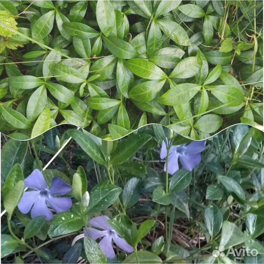 Многолетние почвопокровники для Вашего сада