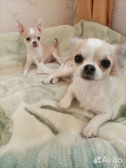 Щенки чихуахуа мальчики