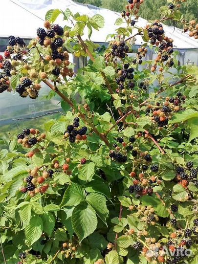 Ежевика, саженцы