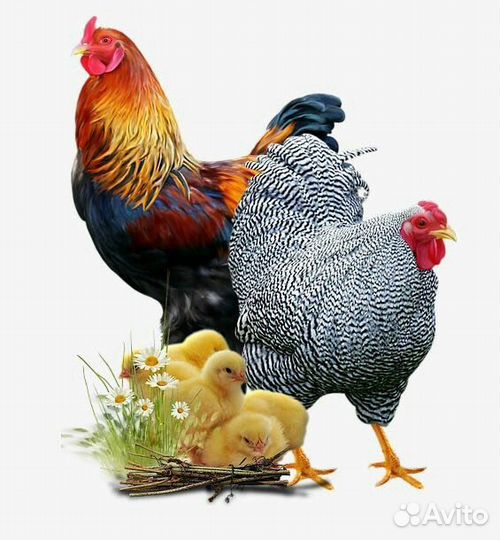 Бройлер подрощеный, куры нисушки