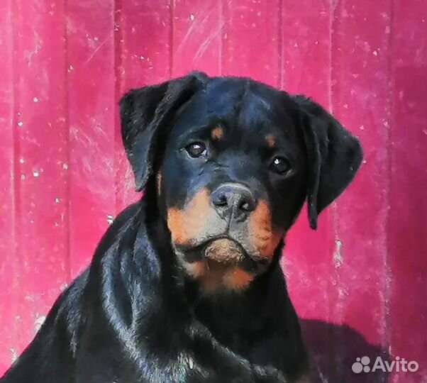 Щенки ротвейлера
